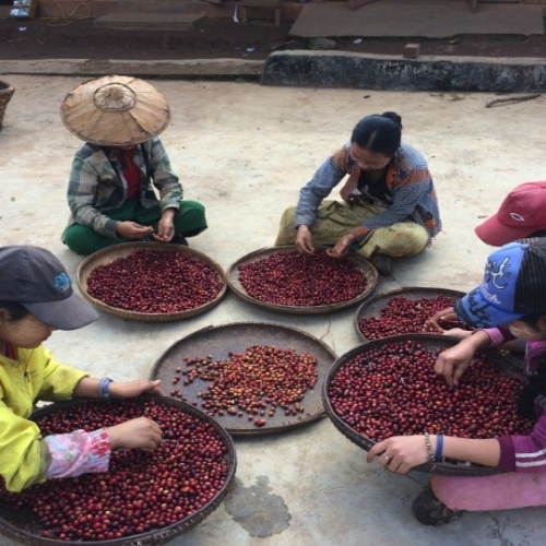 Myanmar Ruby Hills