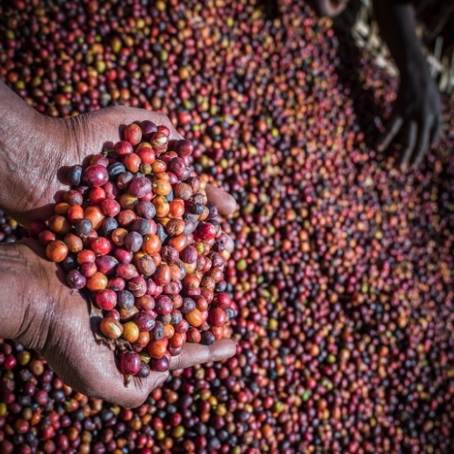 Ethiopia Guji Washed